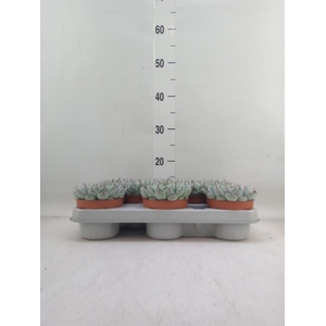 Echeveria   ...