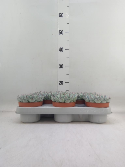 <h4>Echeveria   ...</h4>