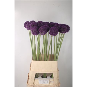 Allium Ambassador