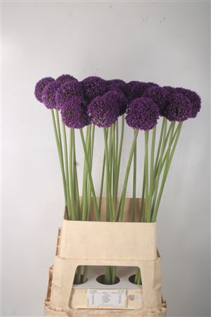 <h4>Allium Ambassador</h4>
