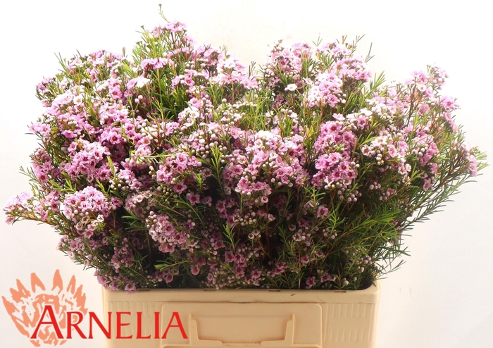 <h4>CHAME GISELLE</h4>