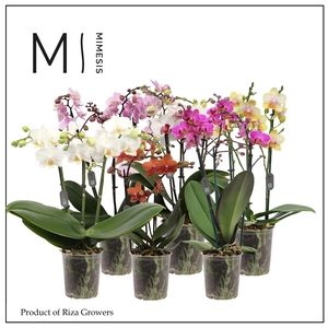 Phalaenopsis Multi Mix 3 spike - 12cm | Mimesis