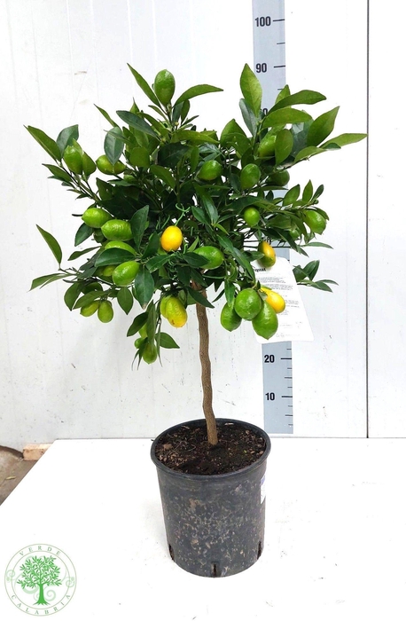 <h4>CITR MARGARITA</h4>