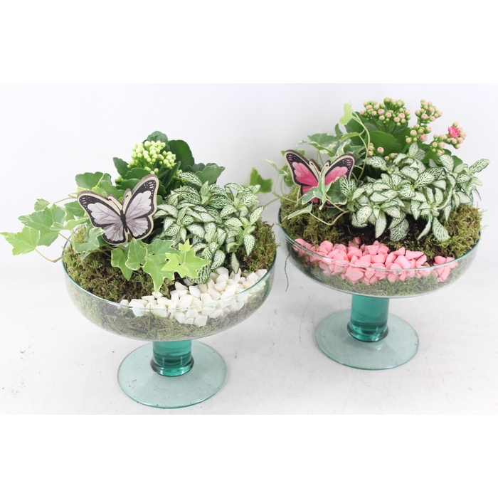 <h4>Arr2 Pl - Glas Op Voet Sofia - Roze/wit</h4>