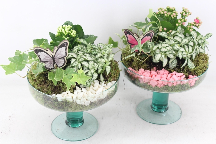 Arr2 Pl - Glas Op Voet Sofia - Roze/wit
