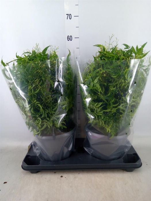 <h4>Jasminum polyanthum</h4>