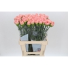 Dianthus St Lege Marrone