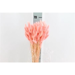 Dried Lagurus Bleached Pink/rosa Bs