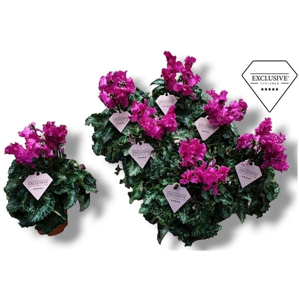 Cyclamen persicum midi Super Serie Merengue