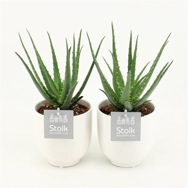 <h4>Aloe Mohawk in Liv keramiek</h4>