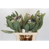 Protea Barbigera Snow Leopard