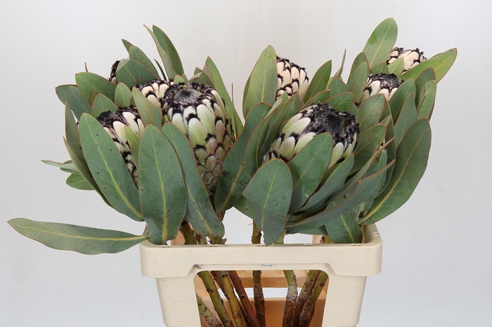 Protea Barbigera Snow Leopard