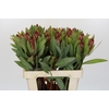 Protea Robijn