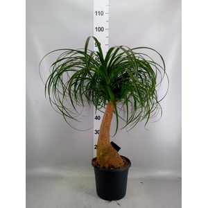 Beaucarnea recurvata