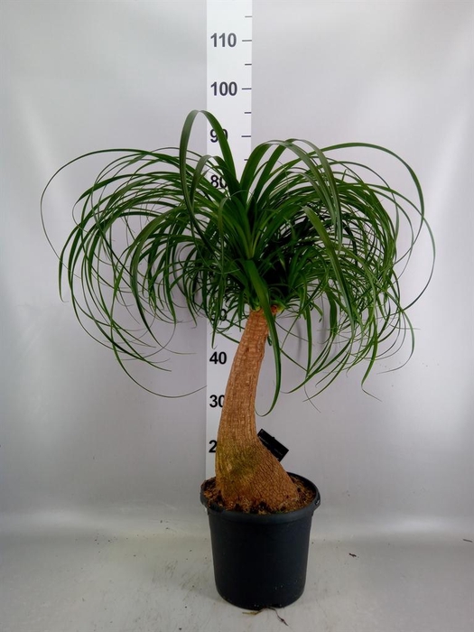 <h4>Beaucarnea recurvata</h4>