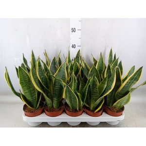 Sansevieria trifa. 'Futura Superba'