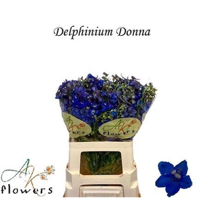 DELPH EN DONNA