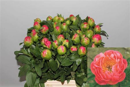 <h4>Paeo Coral Sunset</h4>