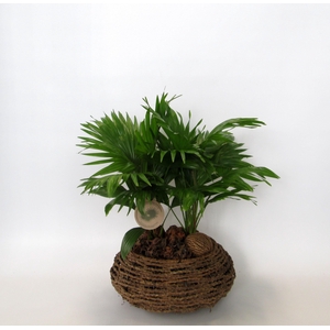 LIVISTONA ROTUNDIFOL