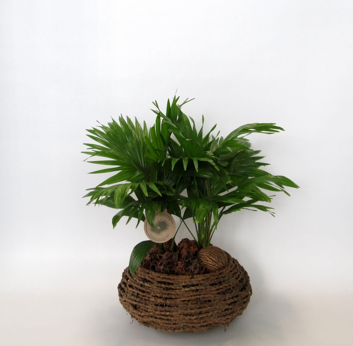 <h4>Livistona rotundifolia</h4>