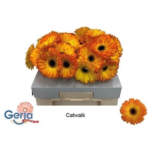 GERBERA CATWALK