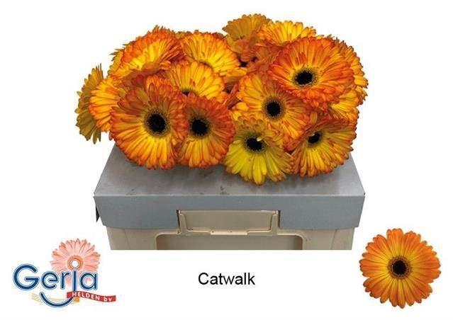 <h4>GERBERA CATWALK</h4>