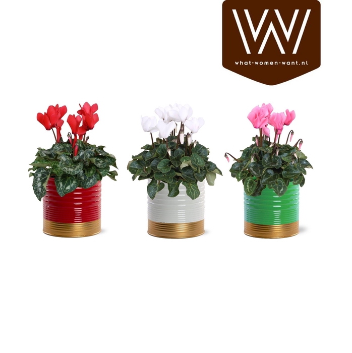 <h4>Collectie "Natural Bubble" Cyclaam in zinken pot Nola kerst</h4>
