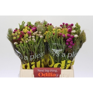 BQ Kaaps Groen Mountain Mix