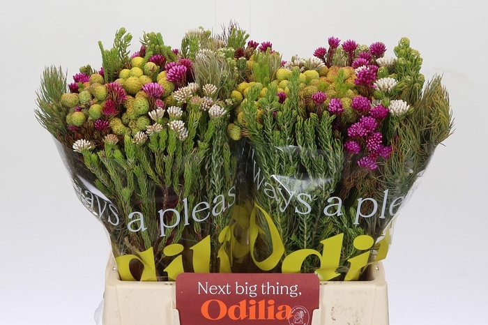 <h4>BQ Kaaps Groen Mountain Mix</h4>