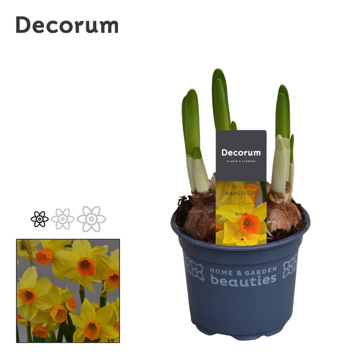 <h4>NARC OT BITTERN</h4>