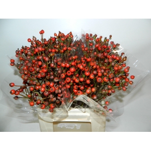 ROSA RED FRUITILIA