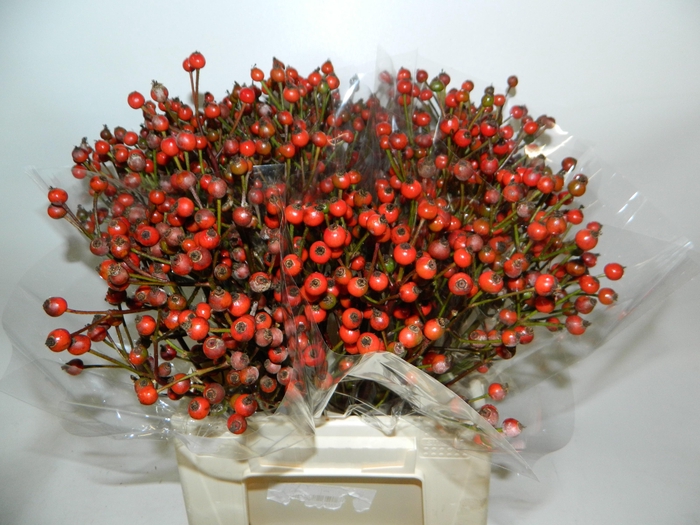 <h4>ROSA RED FRUITILIA</h4>