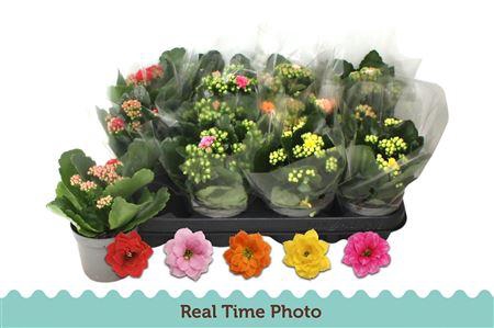 <h4>Kal Ge Gem 5 Kl</h4>