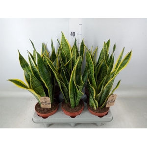 Sansevieria trifa. 'Laurentii'