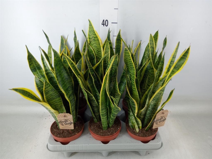 <h4>Sansevieria trifa. 'Laurentii'</h4>