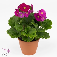 Primula obcon. 'Touch Me Red'