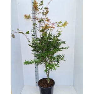 Acer palmatum Osakazuki