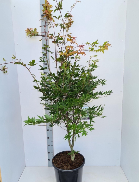 <h4>Acer palmatum Osakazuki</h4>