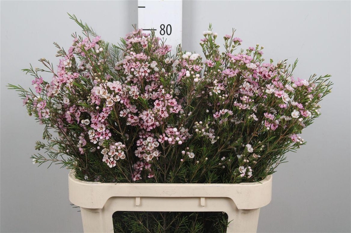 <h4>Chame Un Wendy Rose</h4>