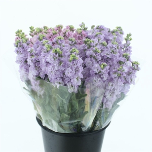 Matth Incana Iron Marine