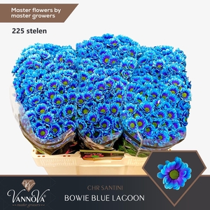 Chr S Bowie Blue Lagoon