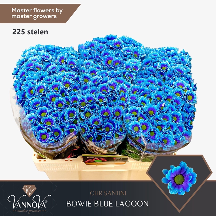 <h4>Chr S Bowie Blue Lagoon</h4>