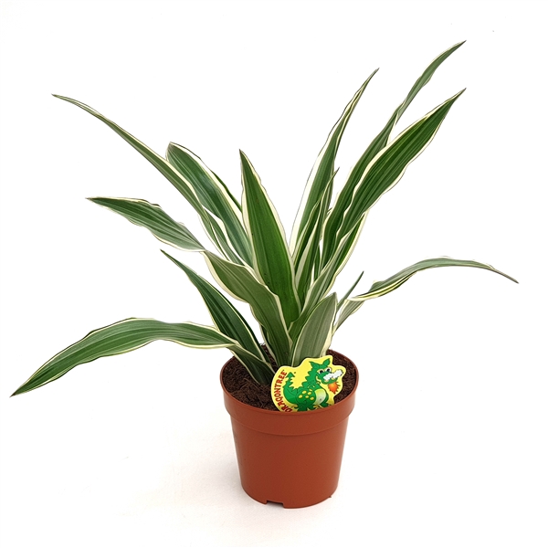 <h4>Dracaena White Stripe</h4>