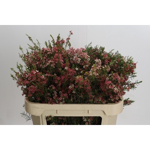 Chamelaucium My Sweet 16