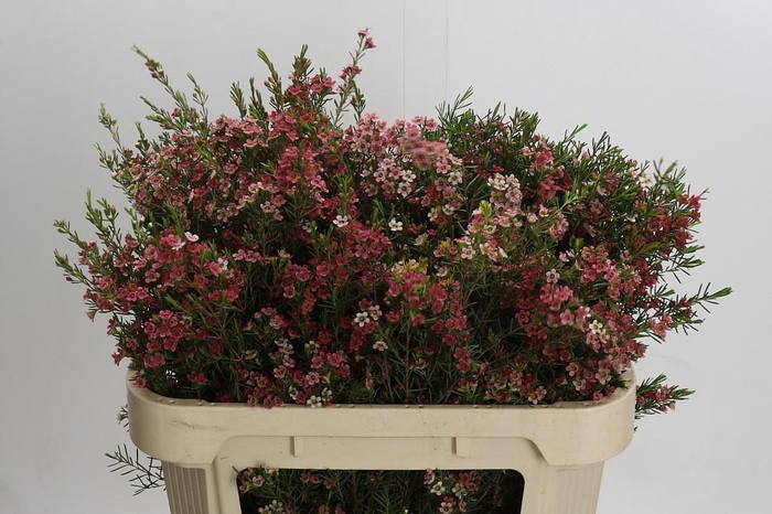 <h4>Chamelaucium My Sweet 16</h4>