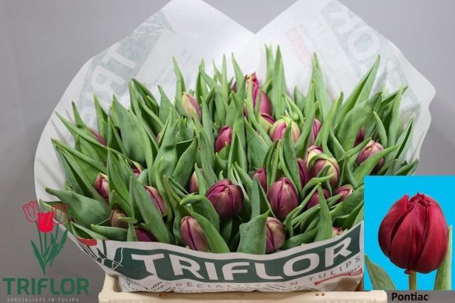 <h4>TU DU PONTIAC</h4>