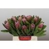 Protea Pink Ice