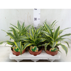 Dracaena frag. 'Surprise'