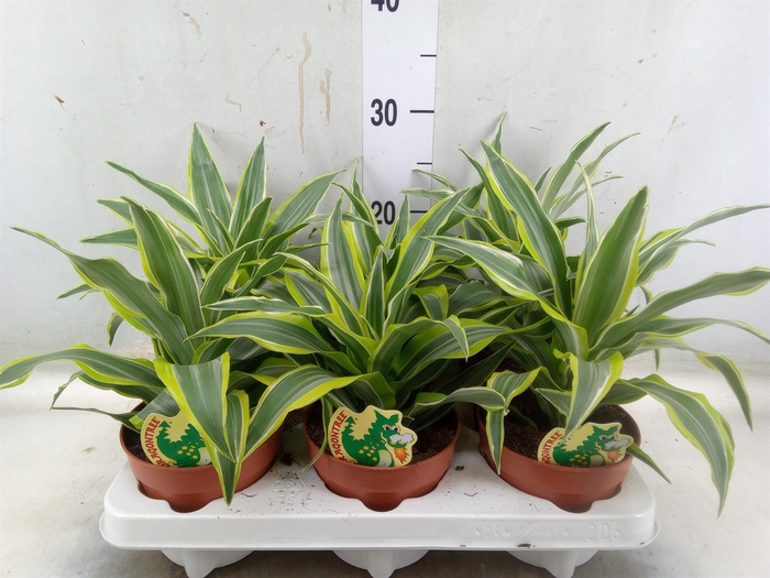 <h4>Dracaena frag. 'Surprise'</h4>