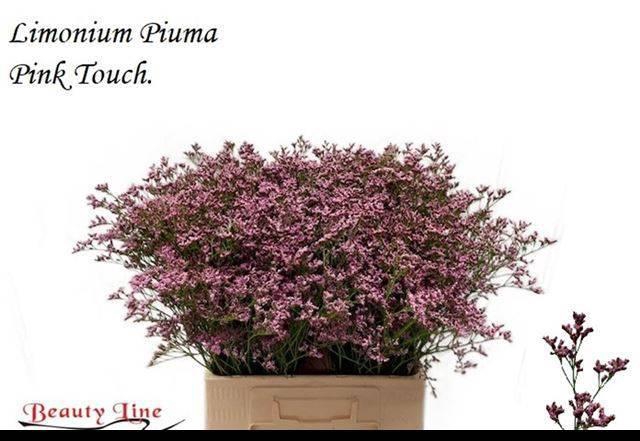 <h4>LIM PIUMA PINK TOUCH</h4>